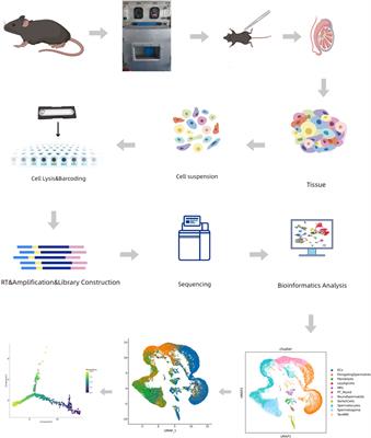 Cascading effects of hypobaric hypoxia on the testis: insights from a single-cell RNA sequencing analysis